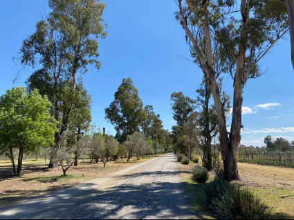(Residential(Land)(Vineyards)(REMAX) (ID2642L)_0002