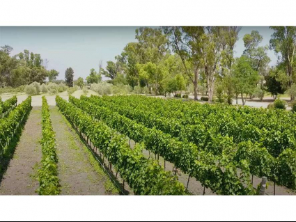 (Residential(Land)(Vineyards)(REMAX) (ID2642L)_0004