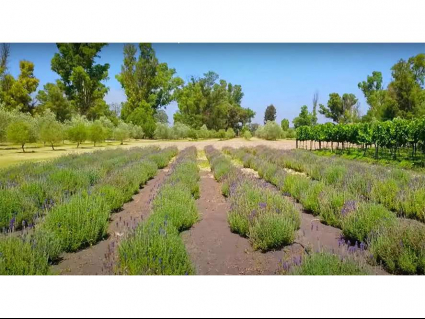 (Residential(Land)(Vineyards)(REMAX) (ID2642L)_0005
