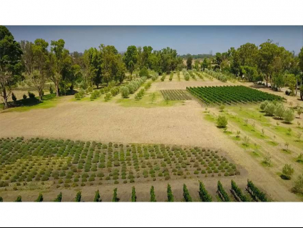(Residential(Land)(Vineyards)(REMAX) (ID2642L)_0007