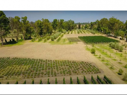 (Residential(Land)(Vineyards)(REMAX) (ID2642L)_0008