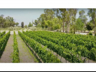 (Residential(Land)(Vineyards)(REMAX) (ID2642L)_0004