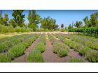 (Residential(Land)(Vineyards)(REMAX) (ID2642L)_0005