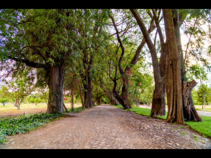 los-remedios5