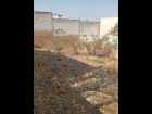 LOTE ALLENDE