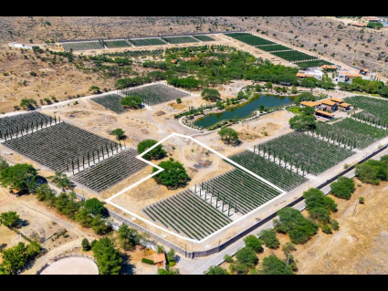 Lote_036(1)