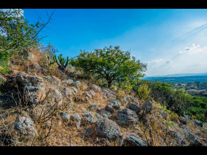 Lote_010